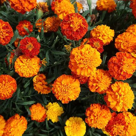 Marigold French Seeds - Orange Winner Marigold Flower Aesthetic, Warm Yellow Aesthetic, Marigold Plant, Tagetes Patula, Agapanthus Plant, Marigold Seeds, French Marigold, Feb 14th, Garden Catalogs