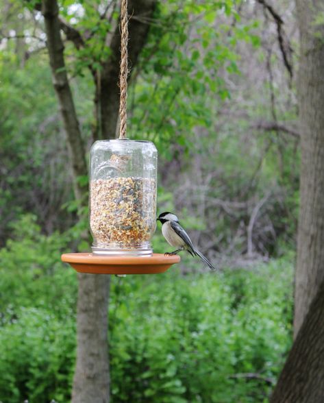 Tipped upside down, placed strategically onto a flower pot saucer, and filled with seed, a jelly jar is a useful and easy-to-view fowl feeder. Mason Jar Bird Feeders Diy, Mason Jar Snacks, Mason Jar Bird Feeders, Uses For Mason Jars, Diy Mason Jar Lights, Homemade Bird Feeders, Mason Jar Projects, Garden Fun, Girl Crafts