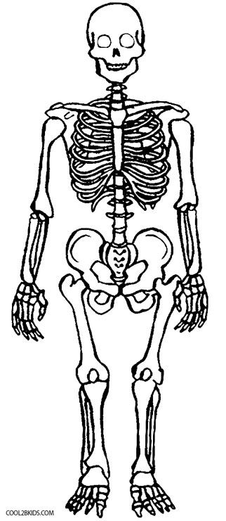 Printable Skeleton Coloring Pages For Kids | Cool2bKids Skeleton Coloring Pages, Skeleton For Kids, Fun Anatomy, Human Body Diagram, Anatomy Coloring, Human Skeleton Anatomy, Anatomy Bones, Anatomy Coloring Book, Skeleton Anatomy