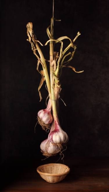 Garlic Photography, Preserving Garlic, Garlic Remedies, Garlic Health, Garlic Soup, Garlic Head, Still Life Photos, Still Life Photography, Emerging Artists