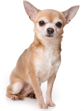 Chihuahua dog on white background | Chihuahua dog on white b… | Flickr Chi Chi's, Tiny Dog Breeds, Rat Dog, Chihuahua Art, Teacup Chihuahua, Cute Chihuahua, Chihuahua Love, Shih Tzu Puppy, Best Dog Breeds