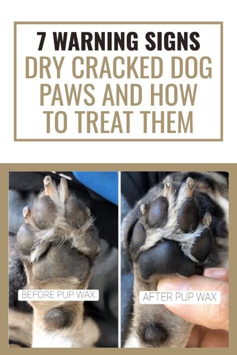 Dogs Paws Care, How To Soften Dog Paw Pads, Cracked Paws Remedy, Cleaning Dog Paws, Dry Dog Paws, Dog Meds, Dog Paw Care, Dog Paw Pads, Paw Wax