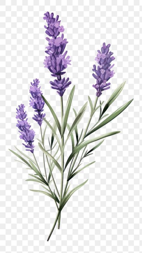 Lavender blossom flower plant. | Premium Photo Illustration - rawpixel Lavender Colour Background, Lavender Illustration, Lavender Blossom, Lavender Plants, Lavender Petals, Lavender Background, Sublimacion Ideas, Purple Plants, Cerámica Ideas