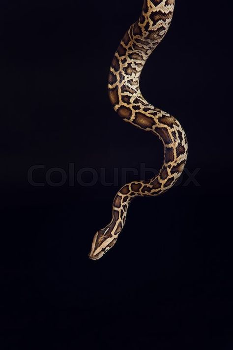 Tiger Snake, Black Horses, Ball Python, Python, Newest Trends, Black N Yellow, Black Backgrounds, Purple, Black