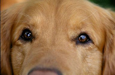 Golden retriever eyes. Golden Retriever Eyes, Dog Life, Golden Retriever, Dog Cat, Dogs, Animals