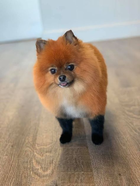 Pomeranian Dyed Hair, Pomeranian Fox Haircut, Black And Brown Pomeranian, Fox Face Pomeranian Haircut, Pomeranian Grooming, Brown Pomeranian, Fluffy Pomeranian, Dog Hair Dye, Pomeranian Haircut