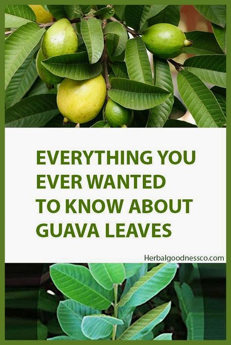 Unlock the incredible benefits of guava leaves, nature's hidden gem for health and wellness. From boosting your immune system to enhancing skin health, these leaves are packed with powerful antioxidants and nutrients. Dive into the world of natural remedies and explore how guava leaves can transform your daily routine. Whether you're looking to improve digestion or promote hair growth, this herbal treasure offers a multitude of uses that are both simple and effective. Embrace the power of nature and elevate your well-being with the secrets of guava leaves. Guava Leaves For Hair, Benefits Of Guava, Guava Leaf Tea, Guava Plant, Guava Benefits, Leaf Health, African Herbs, Guava Tree, Guava Leaves