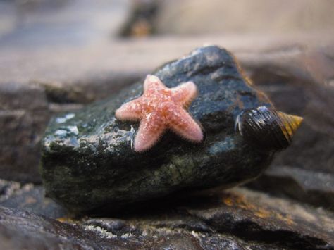 baby starfish from Bar Island, Bar Harbor, Maine Bat Starfish, Star Fish Pictures, Star Fish Aesthetic, Pet Starfish, Baby Starfish, Starfish Species, Cute Starfish, Starfish Tattoo, Bar Island