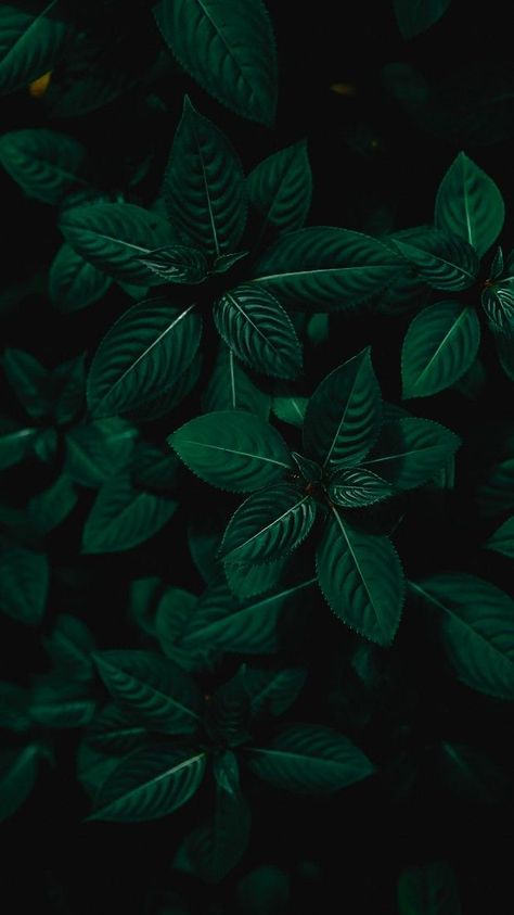 Dark Green Leaf Wallpaper, Emerald Accent Wall, Phtalo Green, Apartment Bedroom Office, College Apartment Bedroom, Greenery Wallpaper, Green Nature Wallpaper, Green Aesthetics, Green Leaf Wallpaper