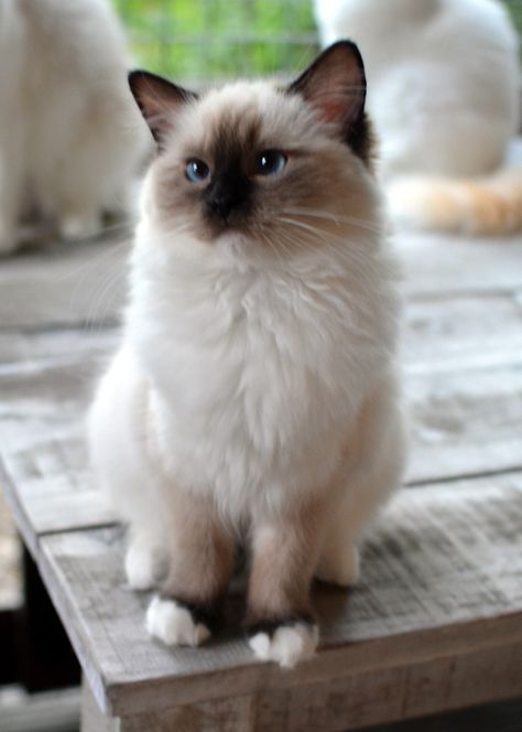 Seal Mitted Ragdoll, Seal Point Ragdoll, Mitted Ragdoll, Espresso Macchiato, Regnul Animal, Ragdoll Kittens, Birman Cat, Ragdoll Cats, Ragdoll Kitten