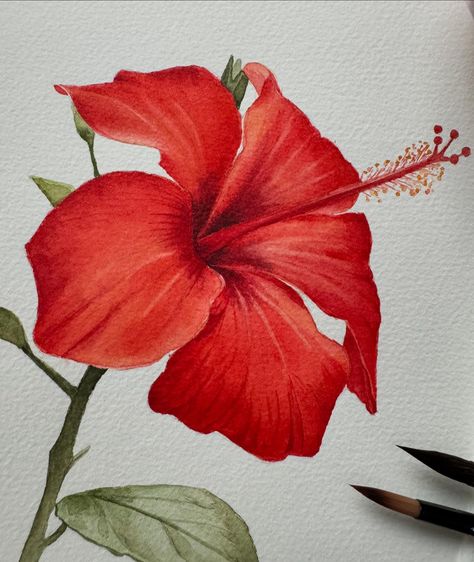 Had an amazing time painting this hibiscus for the 3 day challenge. I was amused by the enthusiasm and dedication everyone brought each day and I had a great time sharing my knowledge and experience with you all. If in case some of you missed it, don’t worry I will be doing this again, hopefully soon! 🌺 . . Paper- @winsorandnewton 100% cotton CP Brushes- @silverbrushltd and @brustro_official Paints- @sennelier1887 @danielsmithartistsmaterials [hibiscus, Watercolor, floralart, floralillus... Flowers To Paint, 3 Day Challenge, Hibiscus Watercolor, Contemporary Botanical Art, Saree Painting Designs, Saree Painting, Colored Pencil Artwork, Time Painting, Watercolor Art Lessons