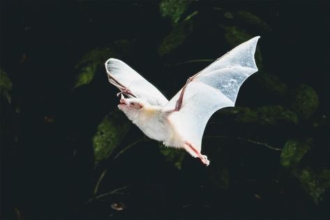 Albino Bat, Rare Albino Animals, Animal Aesthetic, Bat Art, Albino Animals, Fairy Ring, Fruit Bat, Wood Animal, Vampire Bat