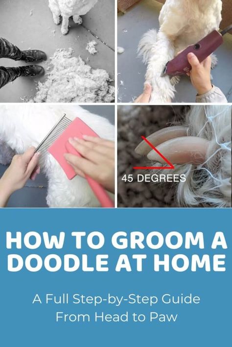 Dog Grooming Kit List for Doodles: 12 Necessary Tools to Have on Hand Doodle Sanitary Trim, Groom Dog At Home Diy, Dog Grooming Tutorials, Goldendoodle Tail Grooming, Grooming Doodles At Home, Grooming Goldendoodle At Home, Diy Doodle Grooming, Eyes Doodle, Dog Grooming At Home