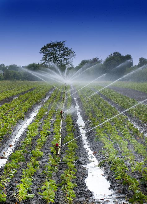 Water crops irrigation. Watering crops with Irrigation system using sprinklers o , #affiliate, #irrigation, #Watering, #Water, #crops, #Irrigation #ad Water Farming, Crops Farm, Irrigation System Design, Water Irrigation System, Irrigation System Diy, Irrigation Pumps, Crop Farming, Garden Watering System, Strawberry Field