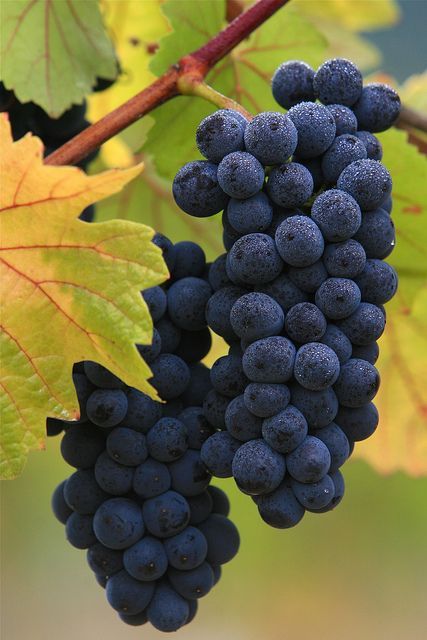 Bunch Of Grapes, Black Grapes, Premium Wine, Fruit Photography, Beautiful Fruits, Exotic Fruit, Fruit Garden, Fresh Fruits And Vegetables, Wine Clubs