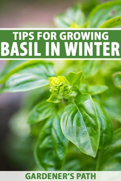 If you love having fresh basil to use in your cooking year round but your plants die every fall, our tips can help to keep your basil alive through the winter. It’s a lot easier than you might think! Get ready for homemade pesto and more, all year long. Read more on Gardener’s Path. #basil #growyourown #gardenerspath Growing Basil Indoors In Winter, How To Keep Basil Alive Indoors, Edible Herbs, Growing Herbs At Home, Herb Growing, Zone 9b, Beginners Gardening, Homestead Gardening, Gardening Indoors