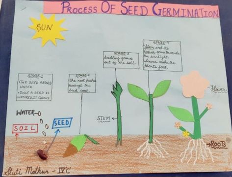 Germination Of Seeds Project, Germination Of Seeds, Kindergarden Activities, Barbie Birthday Party, Seed Germination, Science Project, Barbie Birthday, Growing Seeds, School Project