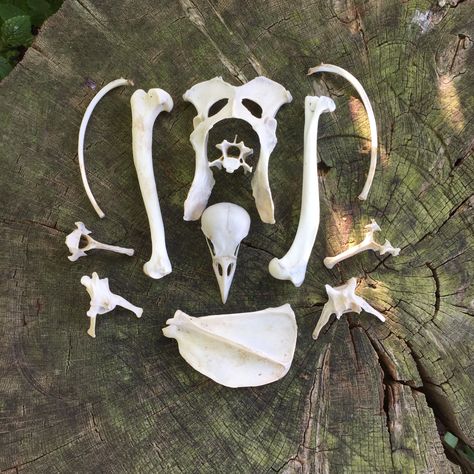 This is an unusual collection of English Red Fox bones plus a Crow skull.  The 12 bones are dried and preserved ready for further whitening, decoration, painting as required. The pelvic bone is 4 inches long which will give a guide to the other sizes. This collection is ideal for just display or many other craft projects. All of the items in our shop have been ethically and legally sourced in accordance with natural England licences and within the wildlife and countryside act.  They have not bee Yaeklore Oc, Winter Witch, Fox Bones, Pelvic Bone, Crow Skull, A Crow, Bone Crafts, Vulture Culture, Bone Art