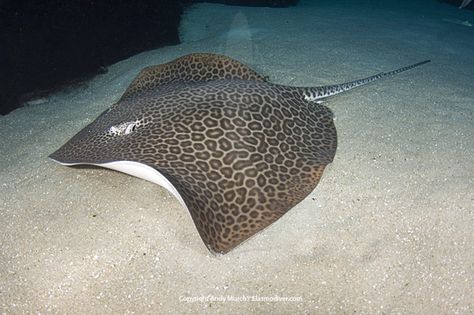 Leopard Whipray- Himantura undulata Eagle Ray, Manta Rays, Life Aquatic, Mermaid Dreams, Marine Fish, Water Life, Sealife, Animals Of The World, Underwater World