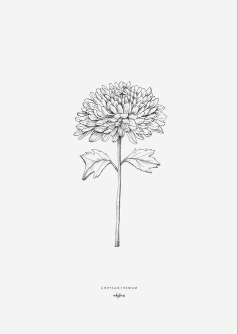 Chrysanthemum Flower Tattoo Design, Mum Flowers Tattoo, Chrysanthemum Sketch, Crisantemo Tattoo, Chrysanthemum Drawing, November Flower, Flor Tattoo, Mum Tattoo, Chrysanthemum Tattoo