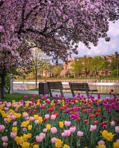 Canada's capital comes alive in the spring in our #SightSeeingSunday picture of the week. This breathtaking image was taken during the annual Canadian Tulip Festival, a symbol of the relationship between the Netherlands and Canada solidified after the Second World War. Said to be one of the largest Tulip Festivals in the world, Ottawa is coloured with more than 300,000 tulips. This year's festival runs from May 12 -22. Have a colourful Sunday! Ottawa Tulip Festival, Ottawa Travel, Rock Waterfall, Canadian Military, Family Magazine, Dutch Windmills, Tulip Festival, Ottawa Canada, Spring Photos