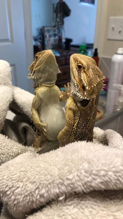 Bearded Dragon Terrarium Ideas, Funny Lizards, Bearded Dragon Terrarium, Bearded Dragon Funny, Bearded Dragon Habitat, Baby Bearded Dragon, Bearded Dragon Cute, Bearded Dragon Care, Pet Lizards