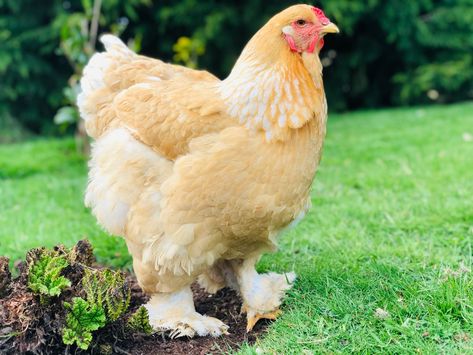 Lemon Pyle Brahma Hen. | BackYard Chickens - Learn How to Raise Chickens Brahma Chicken, How To Raise Chickens, Raise Chickens, Beautiful Chickens, Backyard Chickens, Chicken Breeds, Pet Chickens, Raising Chickens, Chickens Backyard