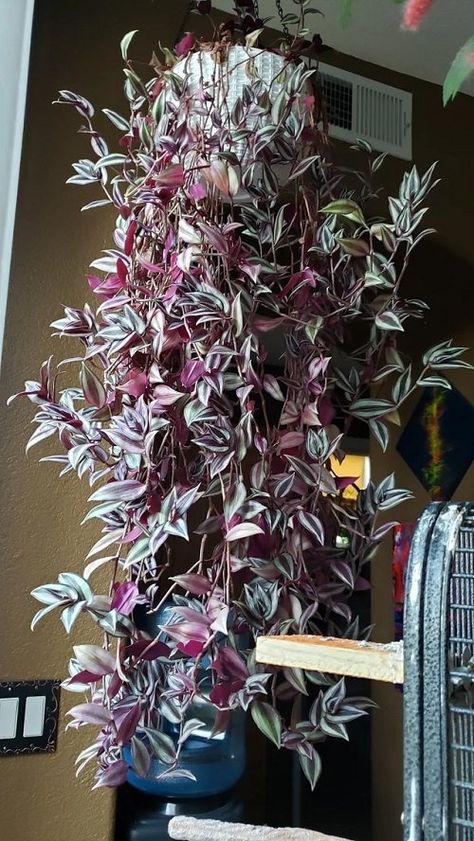 11 Ways to Train a Wandering Jew Plant | Balcony Garden Web Wandering Jew Plant Outdoors, Wandering Jew Plant Care, Wondering Jew Plant, Plant Balcony, Jew Plant Purple, Tradescantia Nanouk Care, Wondering Jew, Jew Plant, Wandering Jew Plant