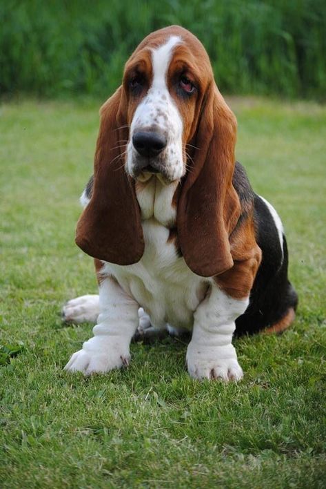 Basset Hound Tattoo, Hound Tattoo, Puppy Pfp, Hound Dog Puppies, Sketches Nature, Basset Hound Art, Tattoo Animals, Basset Puppies, Biewer Yorkie