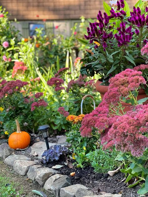 Plant these late summer blooming garden flowers to help your garden transition from summer to fall with extended blooms and fall color. #gardendesign #gardenideas #gardeninspiration #flowerbedinfrontofhouse Planter Recipes, Fall Coziness, Sedum Autumn Joy, Fall Blooming Flowers, Summer Blooming Flowers, Fall Flowers Garden, Late Summer Flowers, Planting Pumpkins, Hydrangea Care