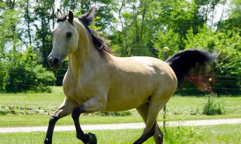 Morab Horse Breed Info & Facts Buckskin Horses, Buckskin Horse, Palomino Horse, Morgan Horse, Woo Woo, Animal Anatomy, Types Of Horses, Most Beautiful Animals, Thoroughbred Horse