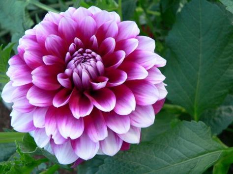 Cultivo de Dalias Mexican Dahlia, Kale Plant, Girl Back Tattoos, Florist Shop, Plant Drawing, Garden Spaces, Types Of Flowers, Love Flowers, Horticulture