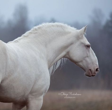 Albino Horse, Horse Reference Photos, Lusitano Horse, Horse Poses, Horse Reference, Horse Anatomy, Horse Inspiration, Horse Aesthetic, Most Beautiful Horses