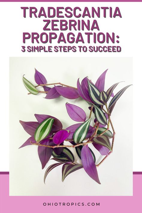 Wondering Jew Plant, Propagation Tips, Tradescantia Zebrina, Wandering Jew Plant, Wandering Jew, Plant Care Houseplant, Inside Plants, Bring It Back, House Plant Care