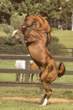 Strength Brown Horse Ahal Teke, Horse Beautiful, Horse Rearing, Regnul Animal, Majestic Horses, Majestic Horse, All About Horses, Brown Horse, I Love Horses