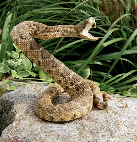 Diamond Back Rattlesnake, Snakes Funny, Rattlesnake Bites, Diamondback Rattlesnake, Scary Snakes, Rattle Snake, Snake Wallpaper, Fotografi Digital, Snake Venom