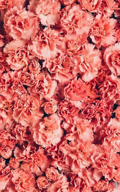 I want pretty: Lunes de cosas bonitas! Coral Carnations, Coral Aesthetic, Coral Pictures, Pink Bible, Peach Aesthetic, Bible Stuff, Live Coral, Living Coral, Branding Resources