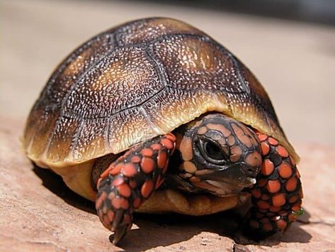 Cherry Head Red Foot Tortoise for sale Baby red foot cherry head tortoise hatchling for sale buy online Redfoot Tortoise, Tortoise Cage, Russian Tortoise Diet, Turtle Shells, Red Footed Tortoise, Turtle Care, Russian Tortoise, Cute Tortoise, Tortoise Care