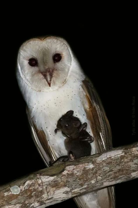 Barn Owl with a snack Midnight Snack, Pretty Animals, Arte Inspo, Silly Animals, Owl Art, Barn Owl, Art Reference Photos, Art Reference Poses, Beautiful Creatures