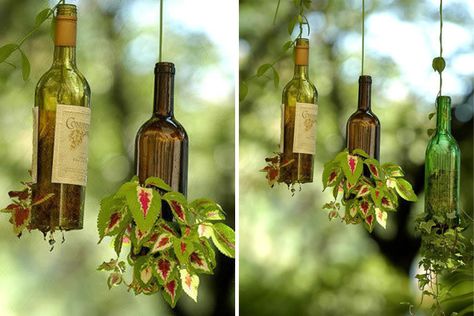 Simply remove a bottom of section of the bottle to let the plant grow. Beer Bottle Diy, Plantarea Legumelor, Beer Bottle Crafts, Growing Pineapple, Pineapple Planting, Beer Bottles, Planting Roses, Unique Gardens, Recycling Bins