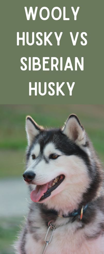 We have all heard of a wooly mammoth, but have you ever heard of a wooly husky? That’s right, wool isn’t just for sheep either! There is such a thing as a wooly coated Siberian husky. Wooly Husky, Wooly Siberian Husky, Husky Care, Husky Grooming, Fluffy Husky, Wooly Mammoth, Types Of Coats, A Husky, Shetland Sheepdog