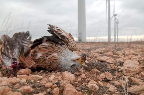 Six new papers expose the systematic destruction of natural ecosystems after the installation of wind turbines, from wildlife to habitat destruction. Water Turbine, Habitat Destruction, Offshore Wind, Wind Turbines, Natural Ecosystem, Wind Farm, Environmental Issues, New Energy, Bald Eagle