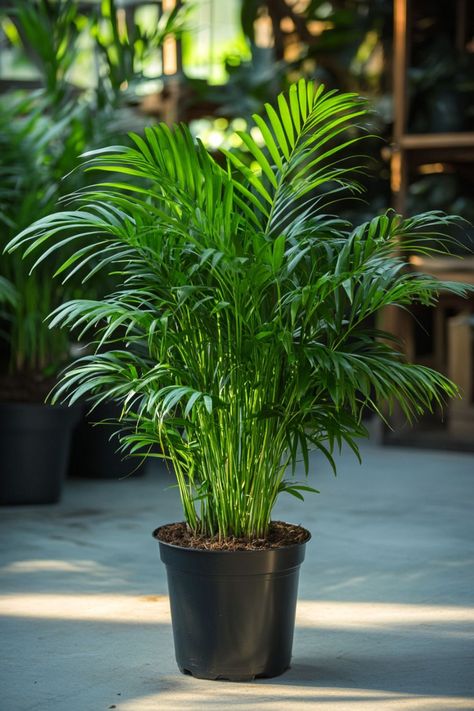 Palm Indoor Plant, Palm Plant Indoor, Palm Tree Indoor, Indoor Palm Plants, Lady Palm, Chamaedorea Elegans, Penthouse Terrace, Plant Jungle, Indoor Palms