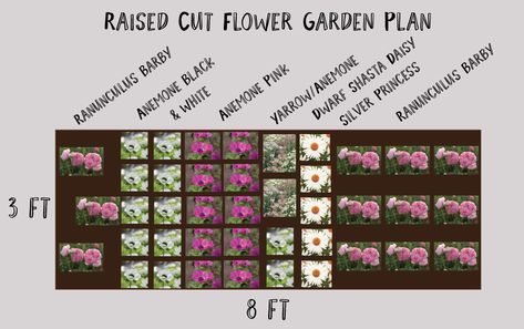 Cut Flowers In Raised Beds, Cut Flower Bed Layout, Cut Flower Raised Garden Bed, Cut Flower Garden Raised Beds, Cut Flower Raised Bed, Raised Bed Cut Flower Garden, Raised Cut Flower Beds, Cut Flower Garden Layout Raised Beds, Small Cut Flower Garden Layout