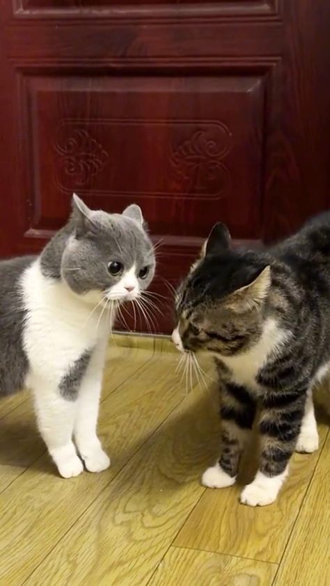 Cat Talking, Talking Cats, Cats Talking, Talking Cat, Meme Cat, Funny Content, Talking Animals, Cat Talk, Memes Video