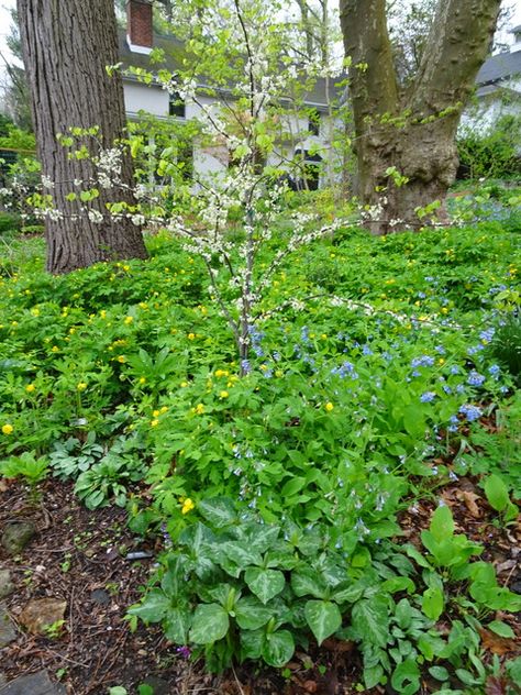 Your Native Woodland: If You Build It They Will Come, Part 2 | CAROLYN'S SHADE GARDENS Dry Shade Garden, Shade Garden Ideas, Shade Planting, Naturalistic Garden, Virginia Bluebells, Black Walnut Tree, Ideas For Garden, Creeping Phlox, Shade Gardens