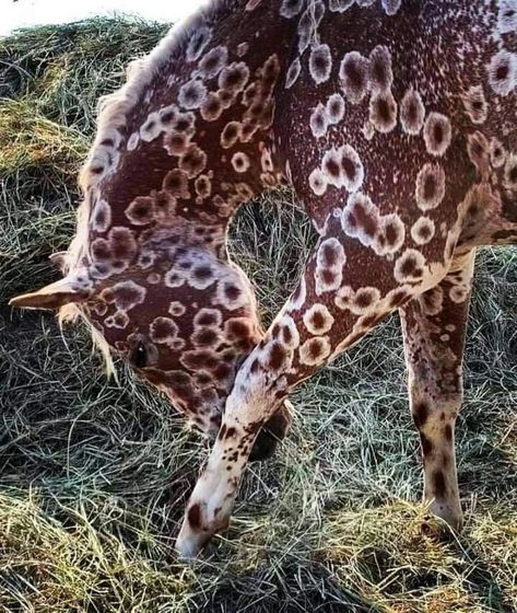 Sorrel Peacock Leopard Appaloosa - Imgur Leopard Appaloosa, Rare Horses, Most Beautiful Horses, Appaloosa Horses, Unusual Animals, Rare Animals, Pretty Animals, Cute Horses, Appaloosa