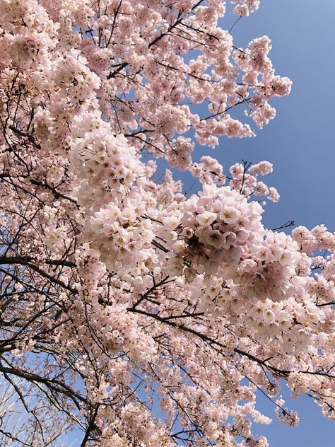 Cherry blossom trees with blue skies in a park Trinity Bellwoods, Bay Street Toronto, Taiwan Cherry Blossom, Vancouver Cherry Blossoms, Trinity Bellwoods Park Toronto, Cherry Blossom Tree At Night, Camera Phone, Spring Blossom, Toronto