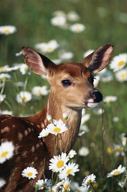 Deer Deterent, Deer Repellant, Yellow Card, Deer Resistant Plants, Pretty Animals, Zoo Animals, Forest Animals, Woodland Animals, Spirit Animal