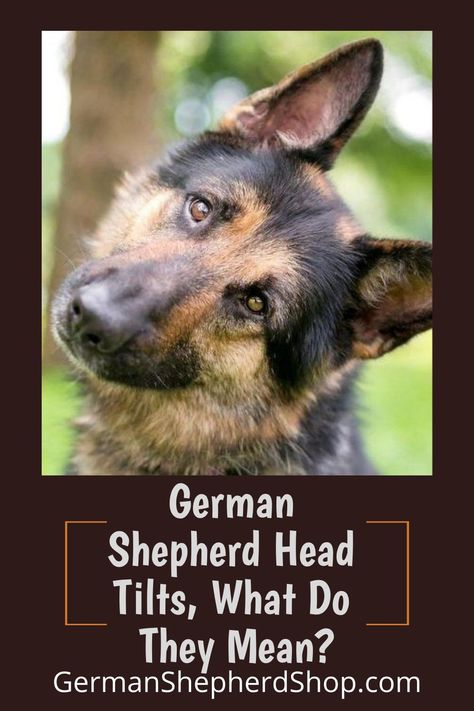 Training A German Shepherd, German Shepherd Training Tips, German Shepard Training, German Shepherd Barking, German Shepherd Aesthetic, Training German Shepherd, Shepherd Quotes, Dogs Tattoo Ideas, Dog Ear Tattoo